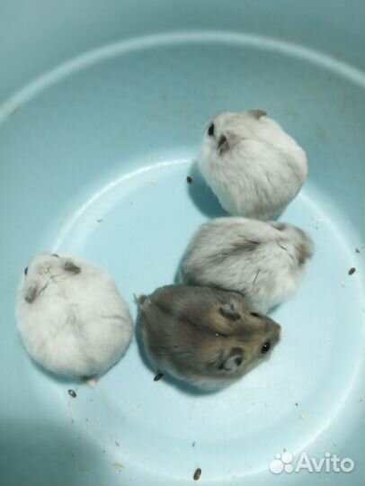 Джунгарские и сирийские хомячки, цветные мыши