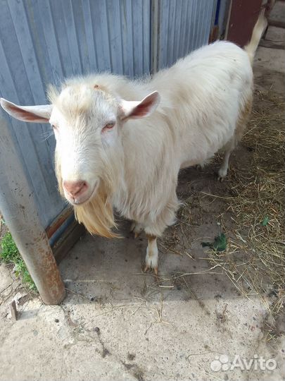 Козёл зоанинской породы