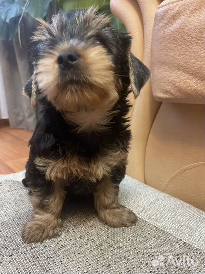 Йоркширский терьер