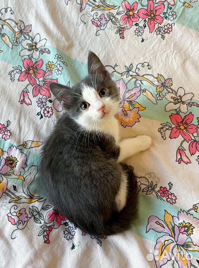 Котенок мальчик 2 месяца