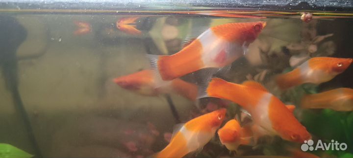 Аквариумные рыбки