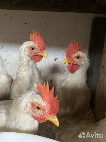 Петух 4 мес