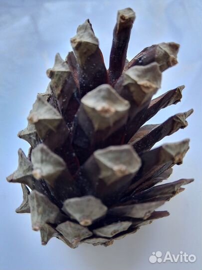 Шишки сосновые