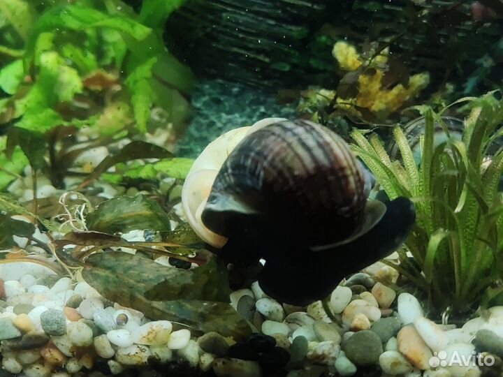 Улитка ампулярия