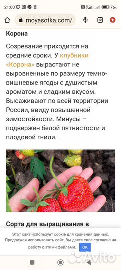 Рассада клубники