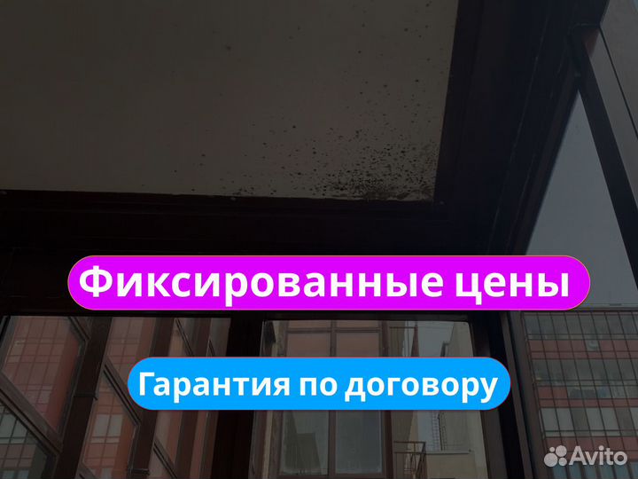 Уничтожение запаха плесени, удаление грибка