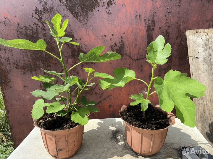 Домашний сладкий инжир