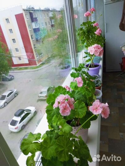 Пеларгония герань