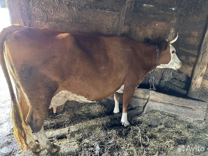 Корова высокоудойная