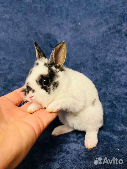 Рекс кролик сиамский (редкость)