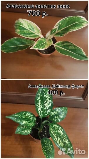 Сортовые аглаонемы