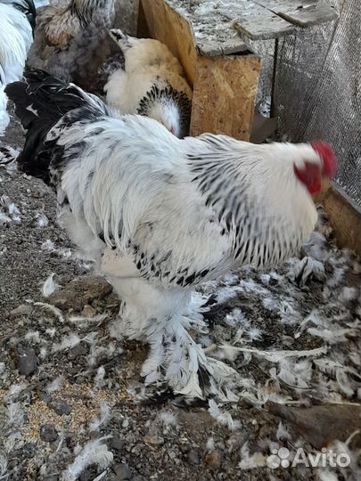 Петух Брама