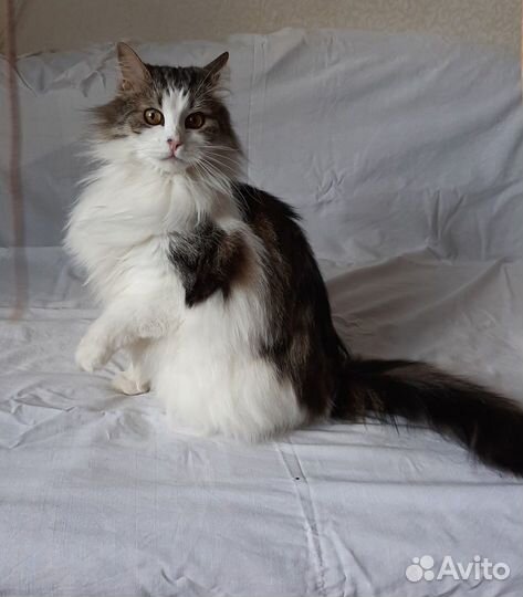 Пушистый осиротевший кот в добрые руки