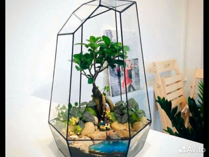 Суккуленты в флорариуме