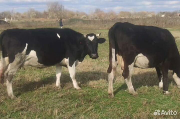 Коровы молочные стельные