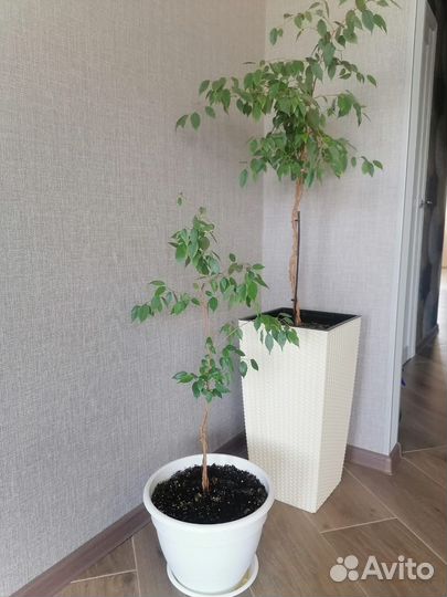 Фикус бенджамина