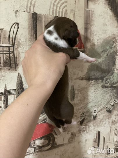 Щенки чихуа