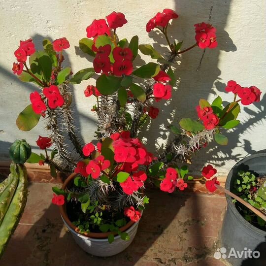 Молочай Миля