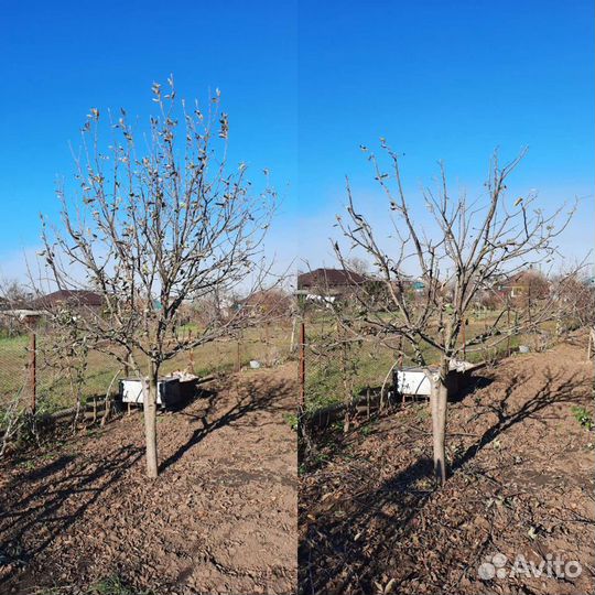 Обрезка плодовых деревьев,сада.Спил деревьев