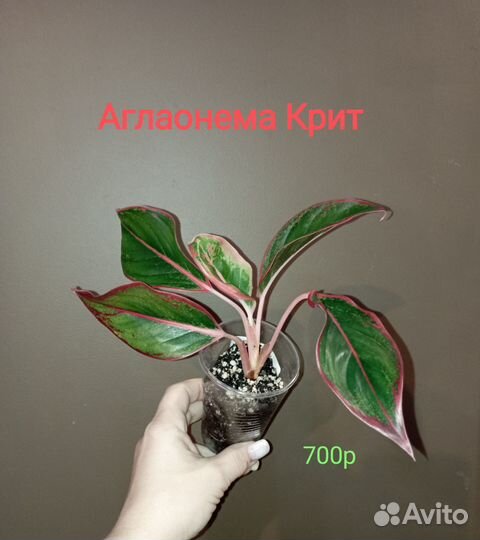 Аглаонема