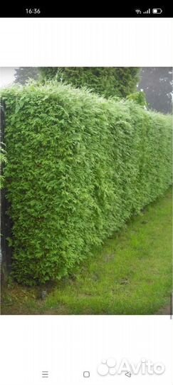 Туя Брабант