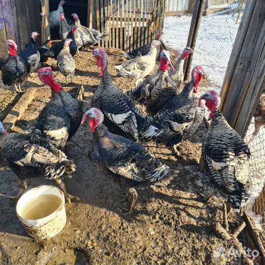 Индюки самцы и яйца на инкубацию