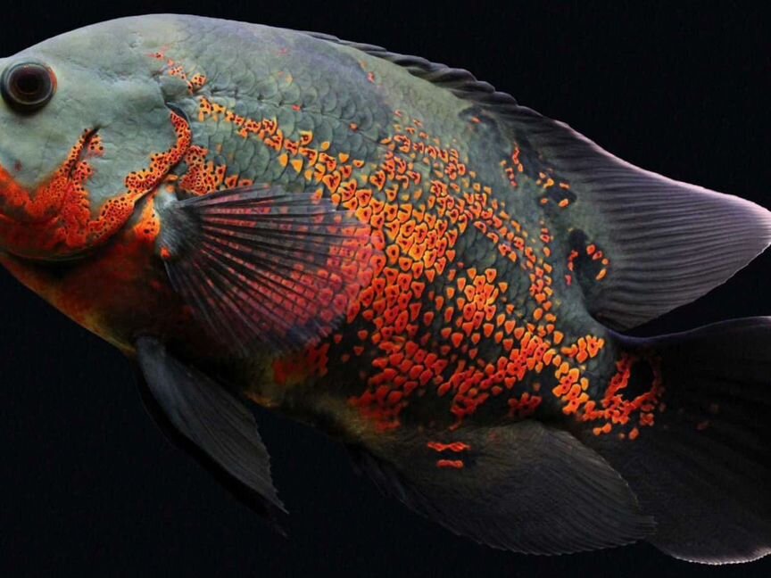 Астронотус тигровый - Astronotus ocellatus 5-6см