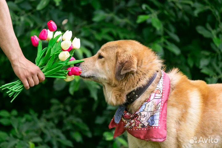 Собака в добрые руки