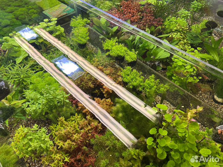 Аквариумные рыбки и растения