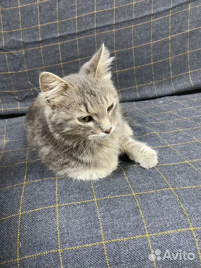 Кот в добрые руки