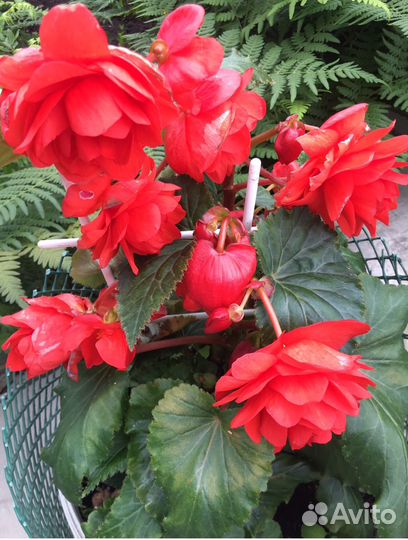 Бегония клубневая черенки на срез