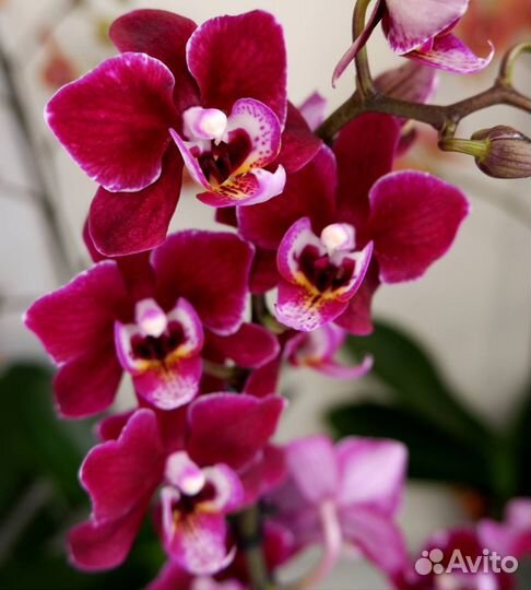 Орхидея phalaenopsis Cranberry cha cha