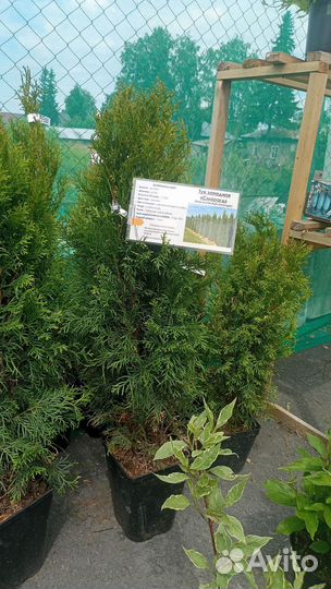 Туя смарагд