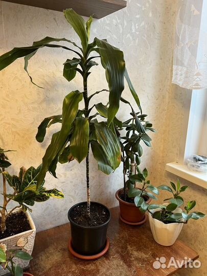 Комнатные цветы драцена