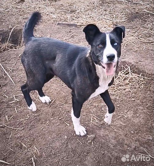 Собака- компаньон