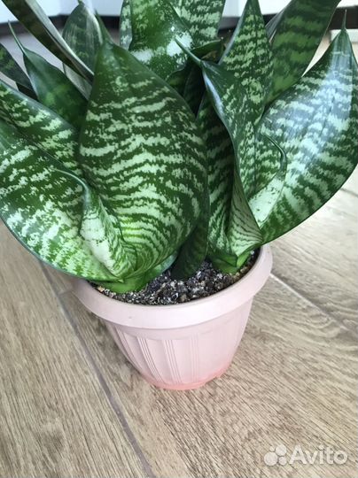 Сансевиерия