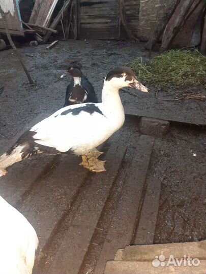 Утки индоутки,селезни