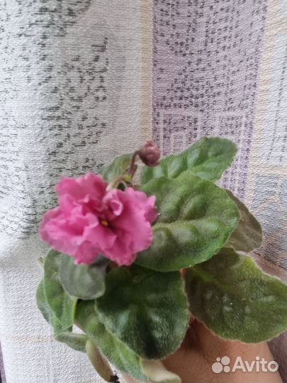 Фиалка ярко-розовая, сейчас цветет