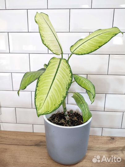 Диффенбахия