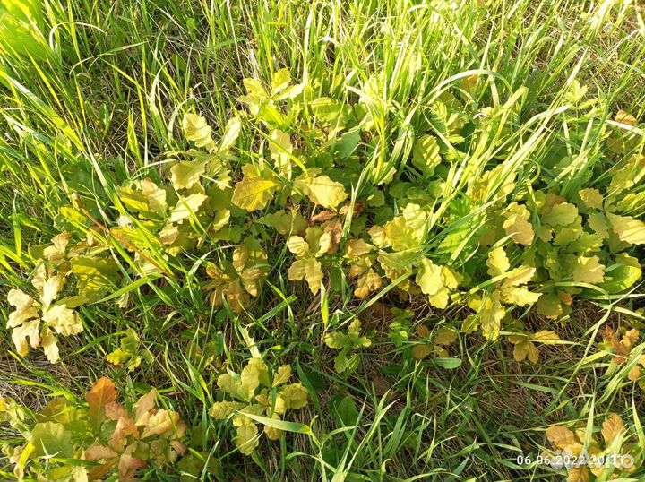 Саженцы дуба