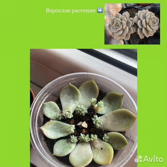 Суккуленты.Граптоверия Титубанс