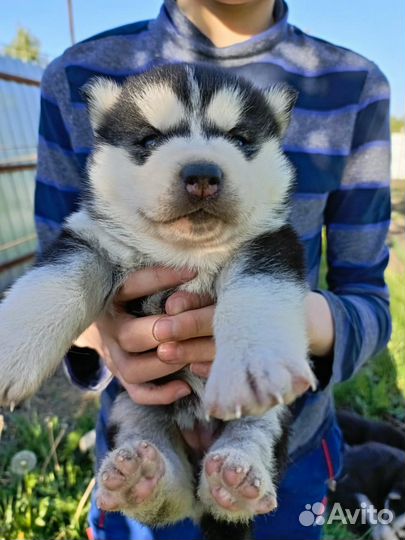 Щенки сибирской хаски
