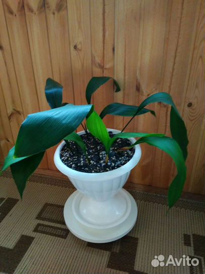 Аспидистра