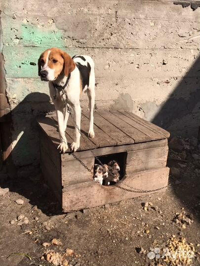 Щенки русской пегой гончей