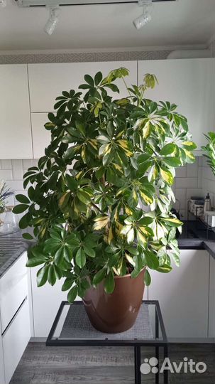 Цветок шефлера