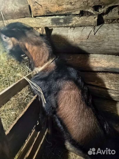 Чешский козел продам или вязка