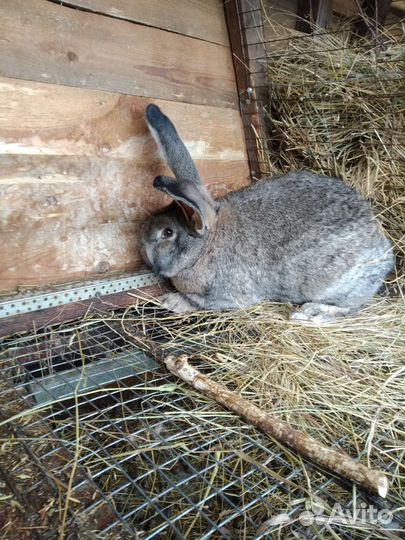 Кролики фландер