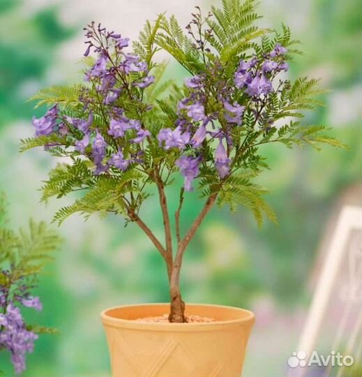 Семена жакаранды фиалковое дерево