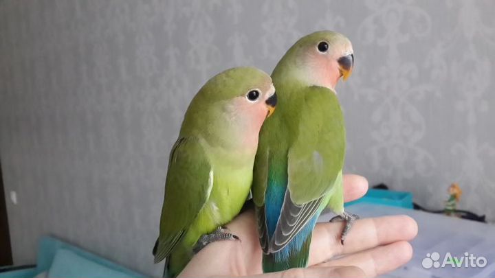 Неразлучники