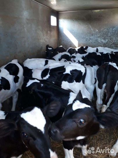 Бычки свежий завоз